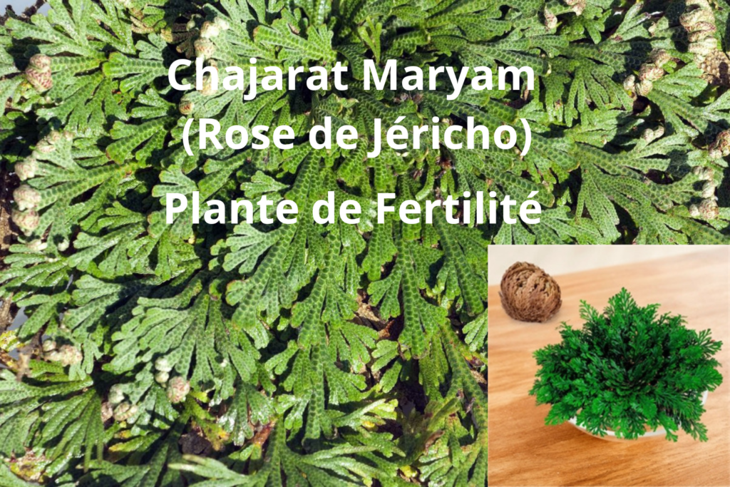Chajarat Maryam plante de fertilité